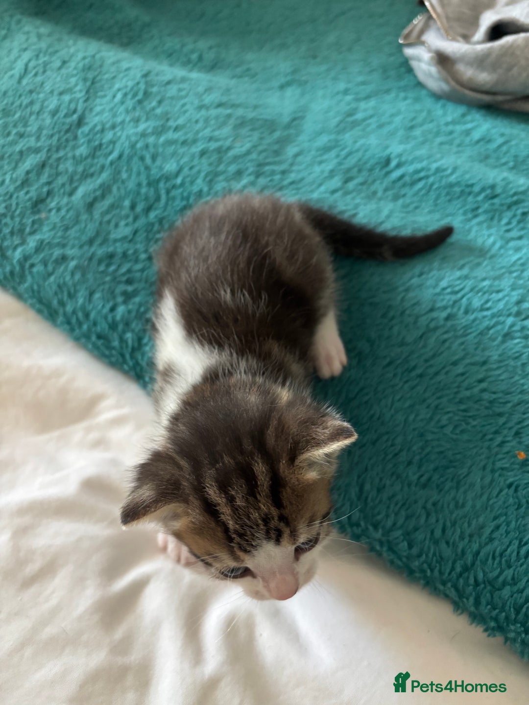 Mixed Breed cats for sale: Beautiful tabby x Ragdoll kittens for sale ! - Advert 16