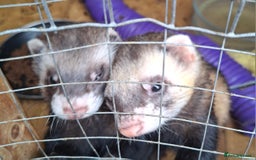 Ferret rodents for sale: Male (hob) ferret - Image 2