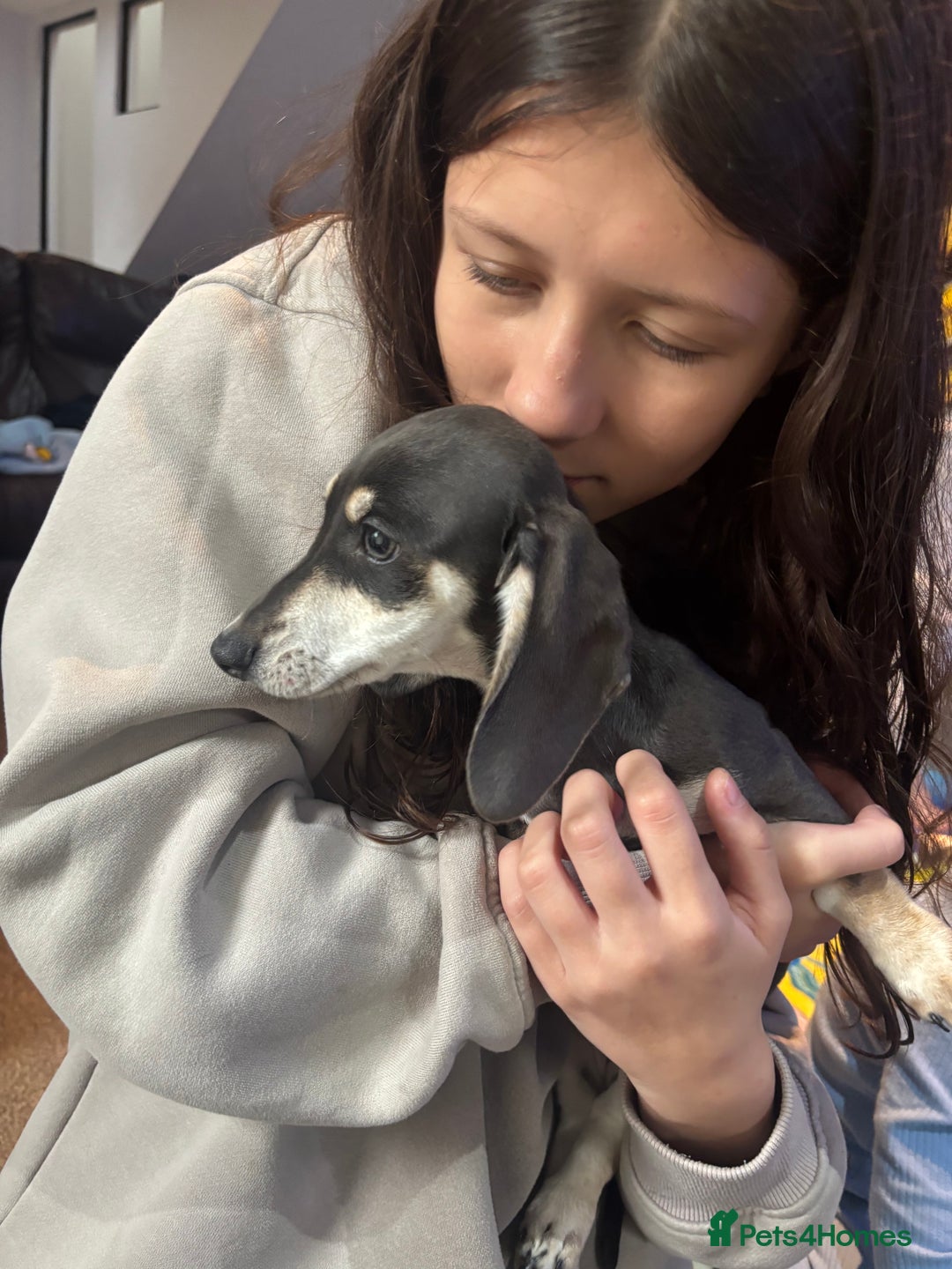 Dachshund dogs for sale: Blue & cream dachshund puppy - Image 5