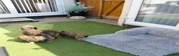 Maltipoo dogs for sale: CHOCOLATE & TAN MALTIPOO - Advert 12