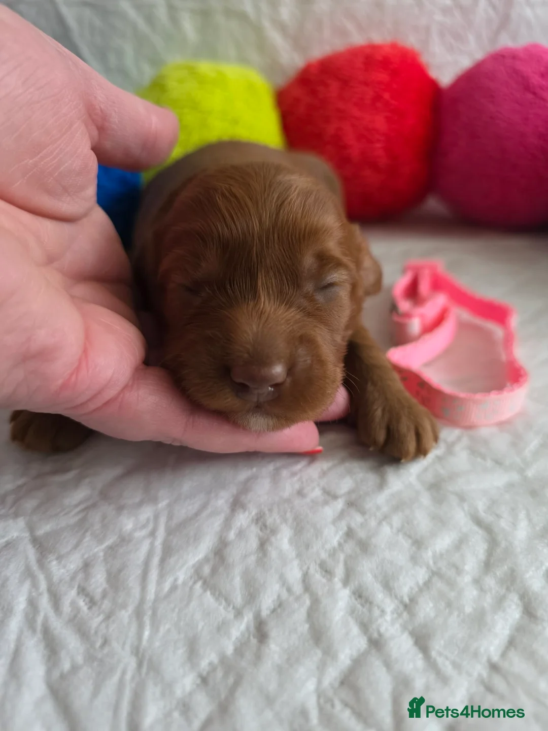 Australian Labradoodle dogs for sale:  👑 Multigen Toy Bred Australian Double Doodles 👑 - Advert 21