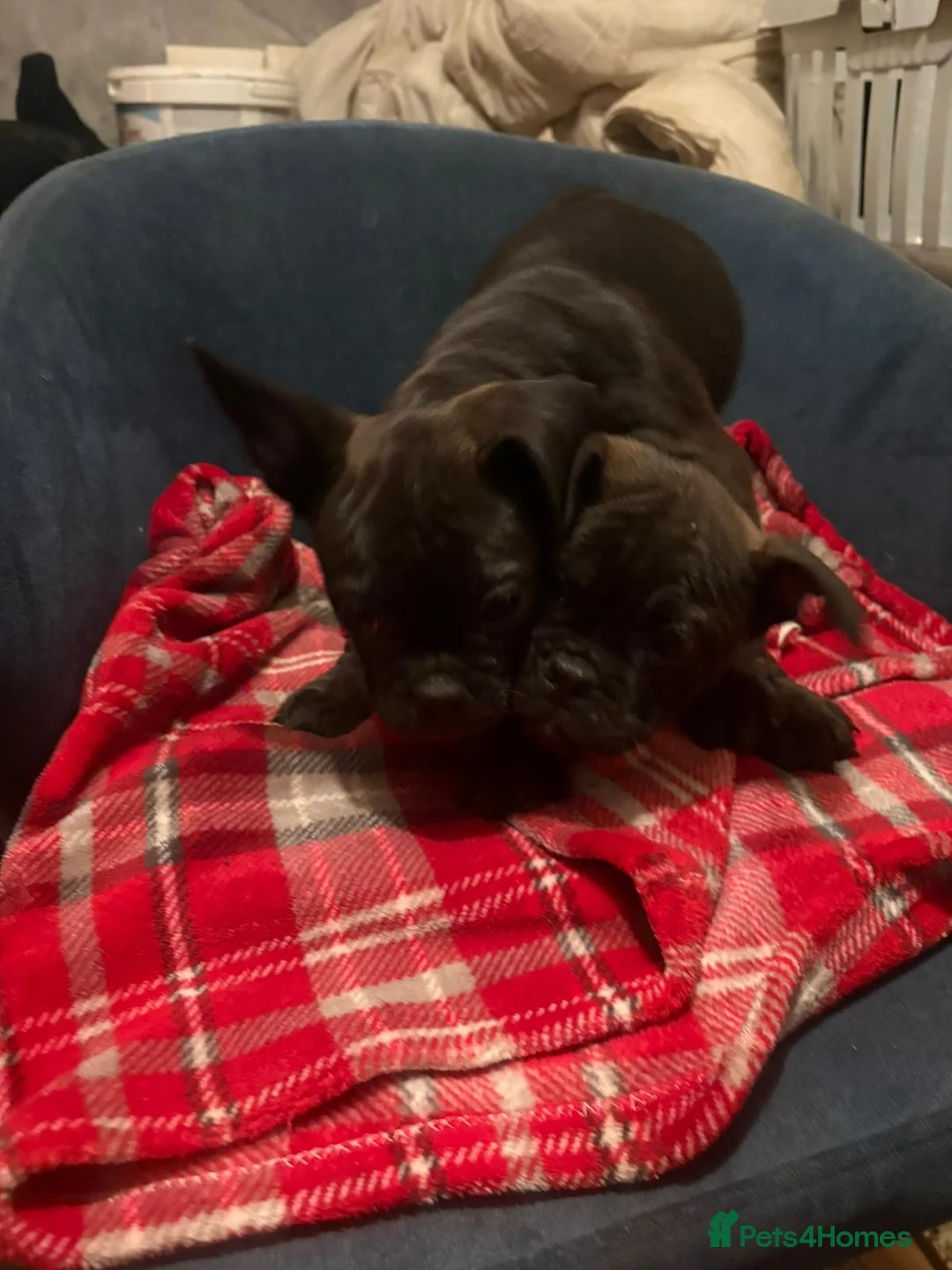 Mixed Breed dogs for sale: Five Frencie Cross Pug Puppies For Sale in Chesterfield - Advert 8