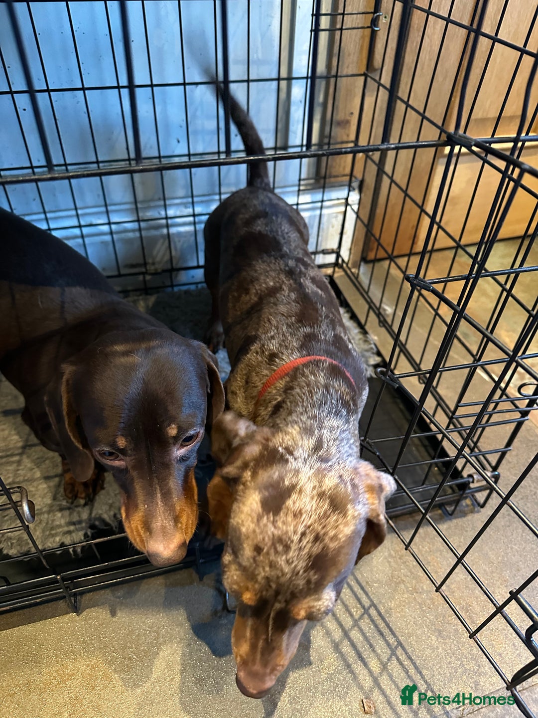 Miniature Dachshund dogs for sale: 2 Amazing Girls - Advert 4