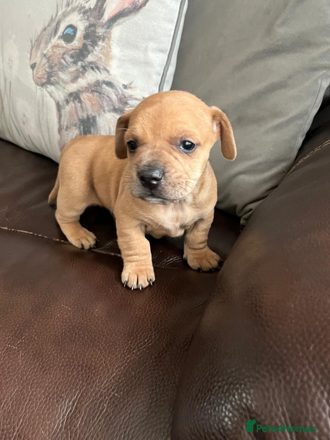Mixed Breed dogs for sale: French wieners - Image 2
