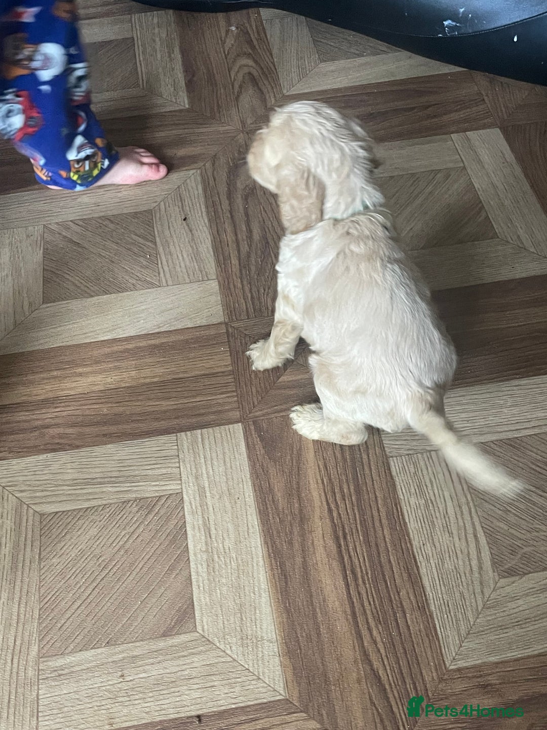 Cocker Spaniel dogs for sale: Cockerspaniel puppys Ready now!!! - Advert 16