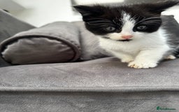 Domestic Shorthair cats for sale: Beautiful Domestic Cats-Mum,Dad&3 Adorable Kittens - Image 27