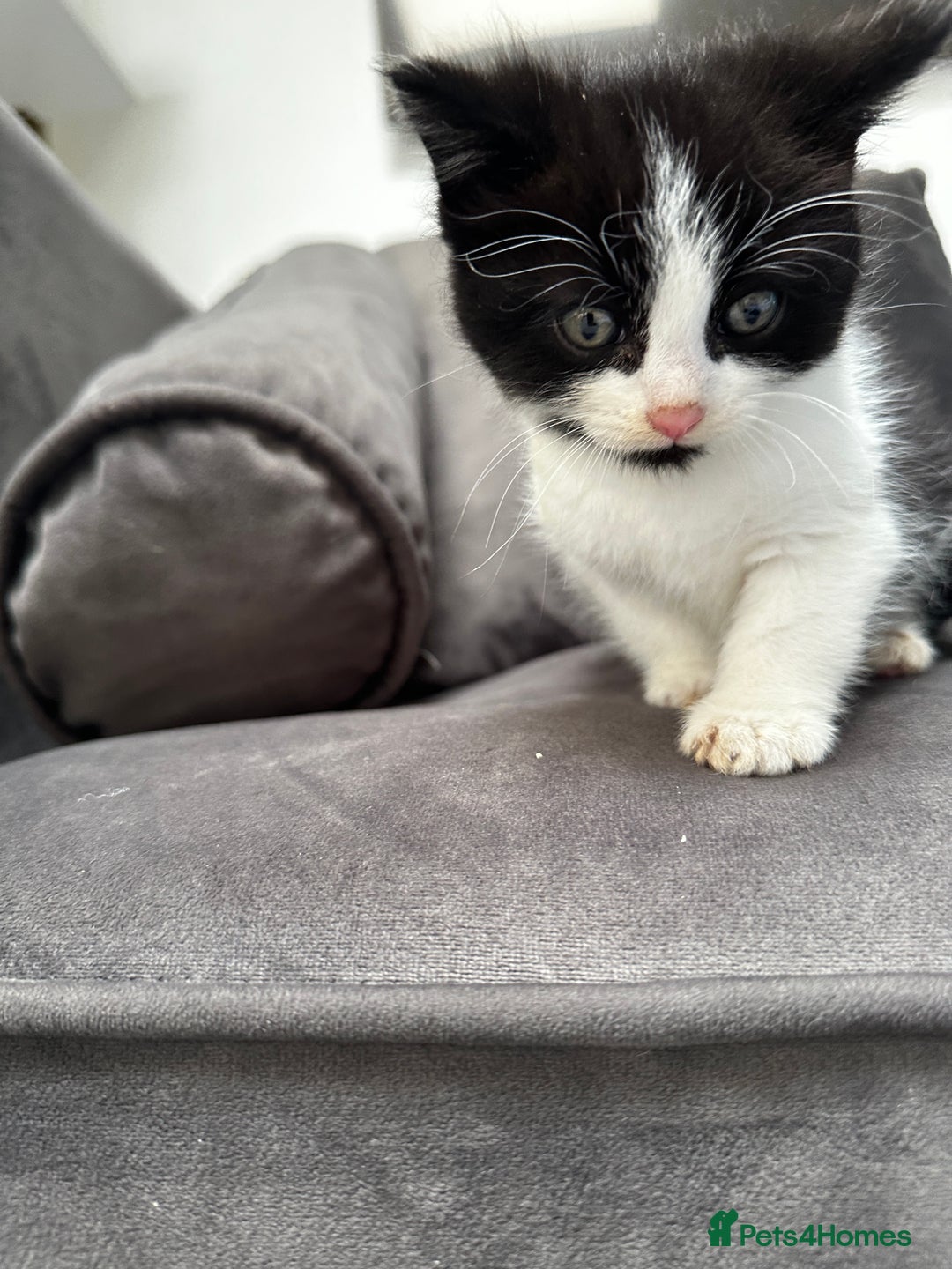 Domestic Shorthair cats for sale: Beautiful Domestic Cats-Mum,Dad&3 Adorable Kittens - Image 27