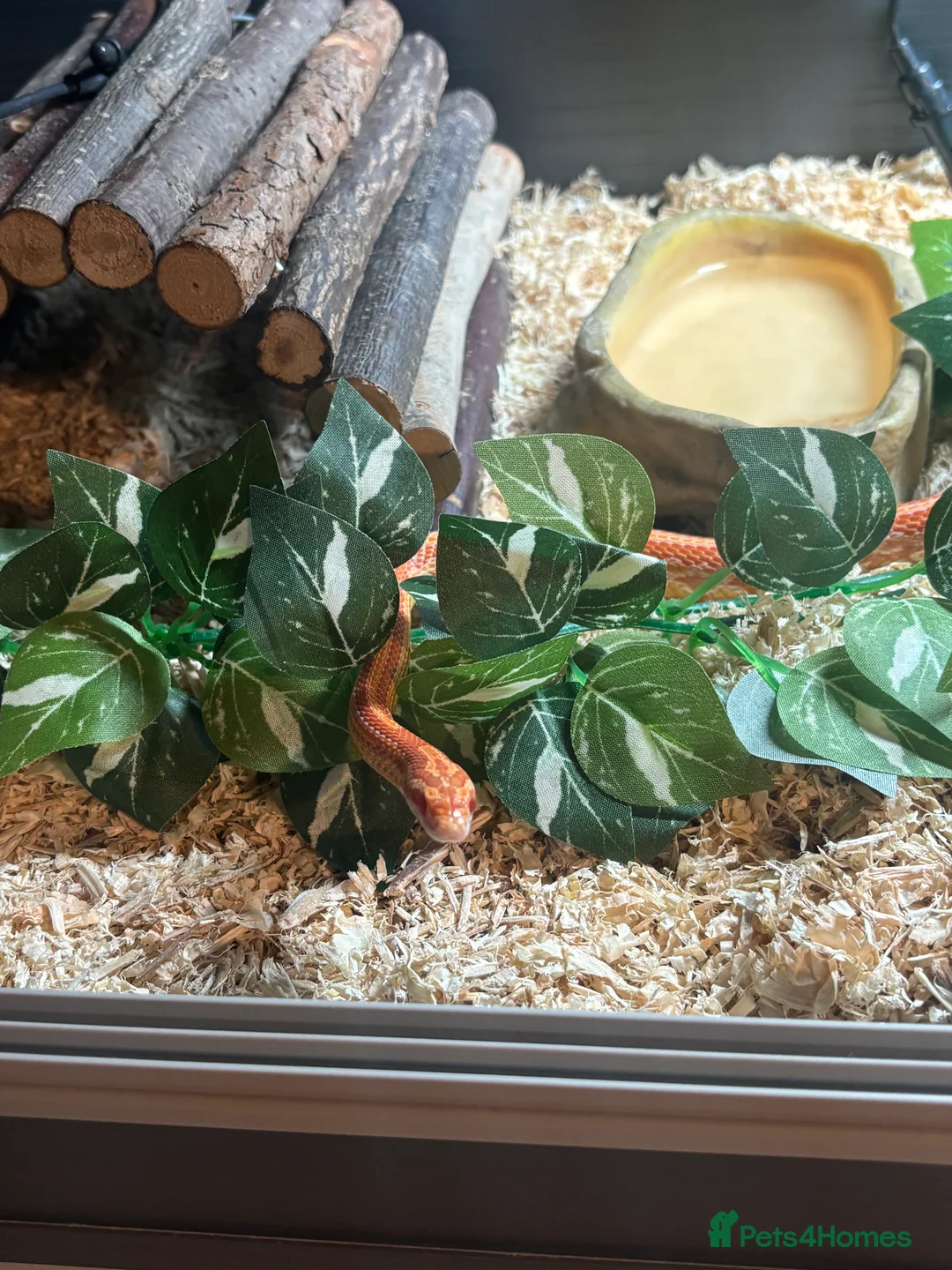 Corn Snake reptiles for sale: Juvenile Amel Tessera Corn Snake - Advert 4