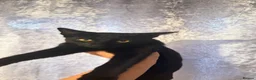 Domestic Shorthair cats for sale: Beautiful girl kitten  in Coventry - Advert 2