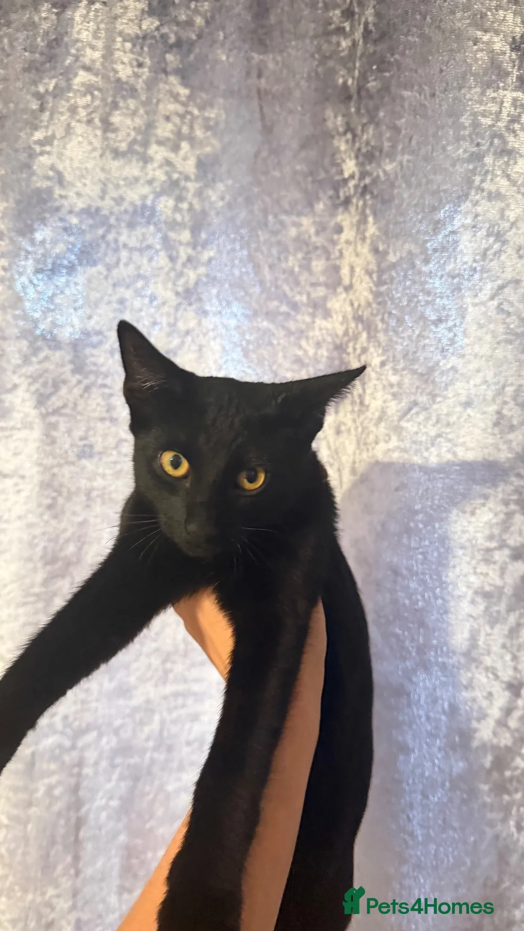 Domestic Shorthair cats for sale: Beautiful girl kitten  in Coventry - Advert 2