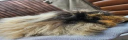Guinea Pig rodents for sale: Male Guinea pigs purebred Lunkarya/Lunkarya cross - Advert 8