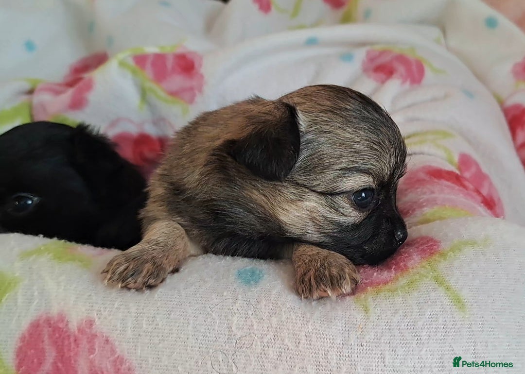 Chihuahua dogs for sale: Long Coat Chihuahua puppies for sale - Advert 9