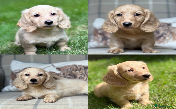 Miniature Dachshund dogs - Advert 3