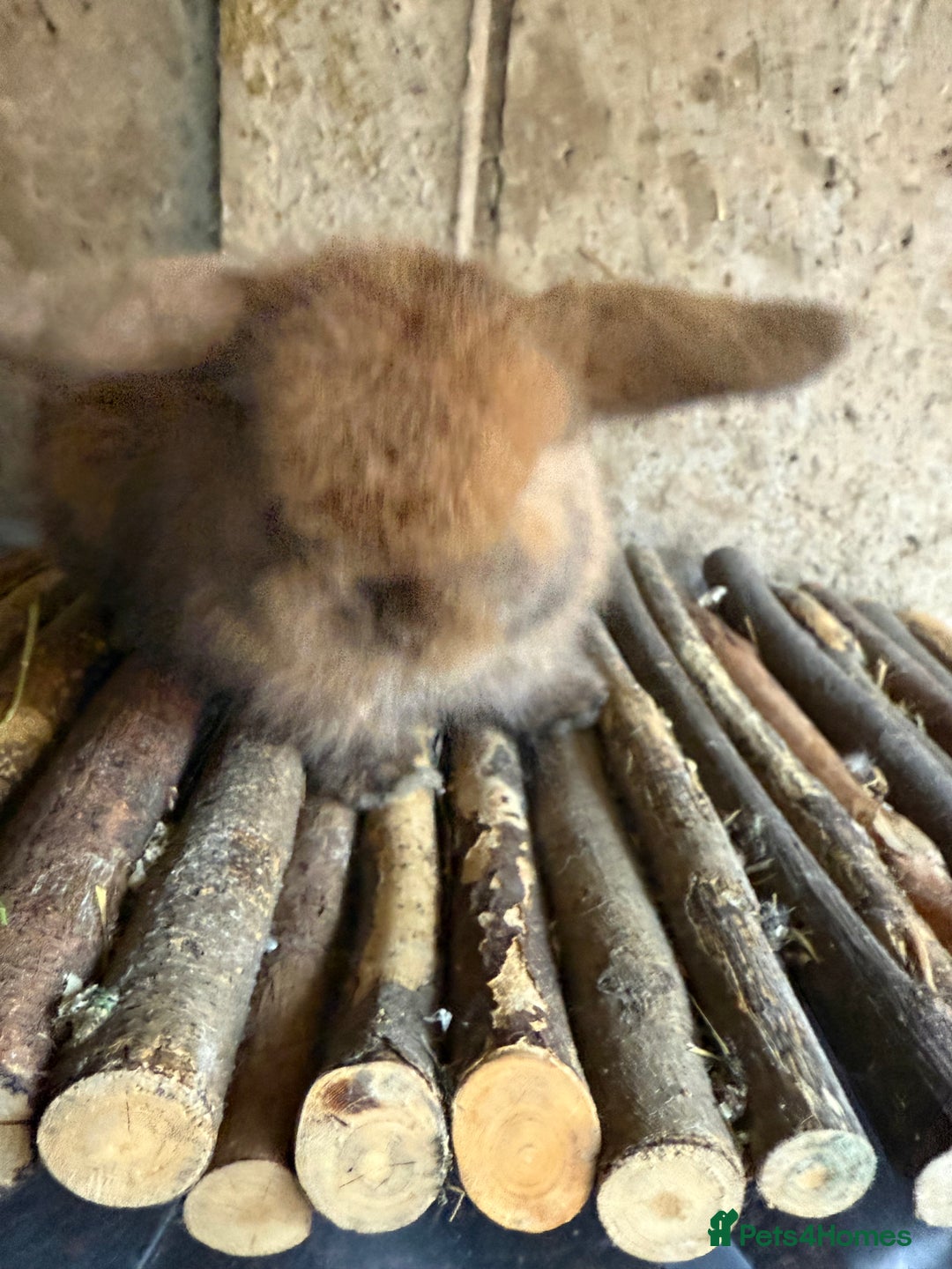 Mini Lop rabbits for sale: 2 exceptional mini lops  - Advert 4