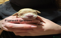 Golden Retriever dogs for sale: Golden Retriever Puppies for Sale - Image 18