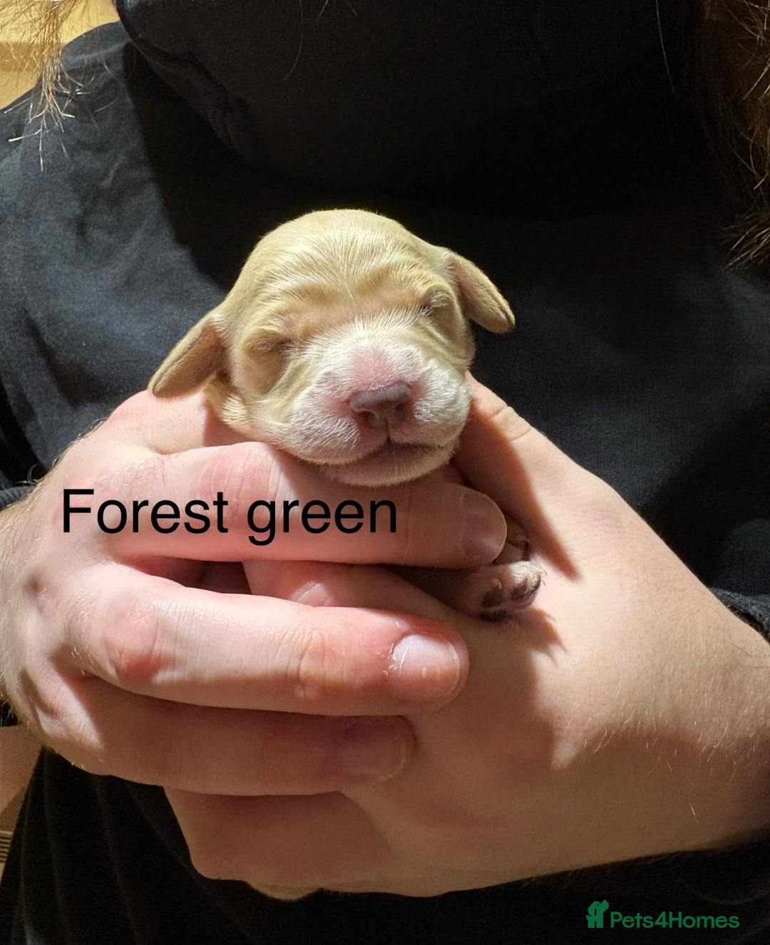 Golden Retriever dogs for sale: Golden Retriever Puppies for Sale - Image 18