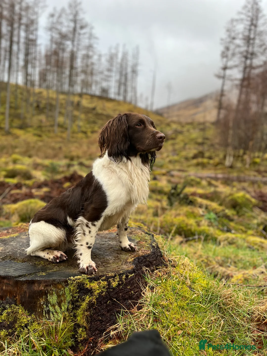 English Springer Spaniel dogs for stud: Kenynten Earl Ely - Advert 1