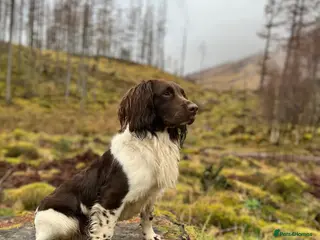 English Springer Spaniel dogs Kenynten Earl Ely - Advert 1