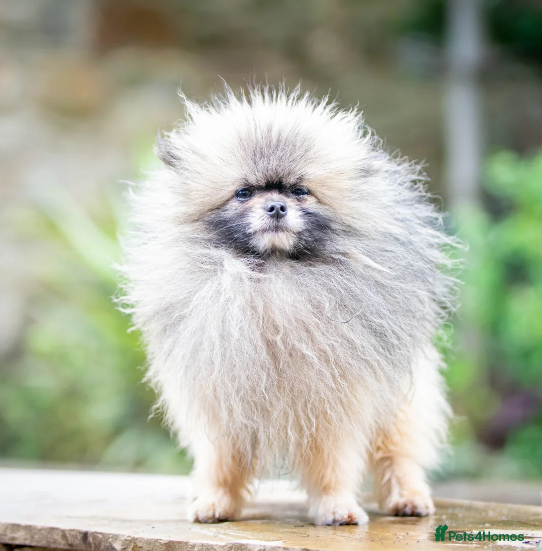 Pomeranian dogs for stud: Outstanding Tiny Stud Boy kc in Pontefract - Advert 9