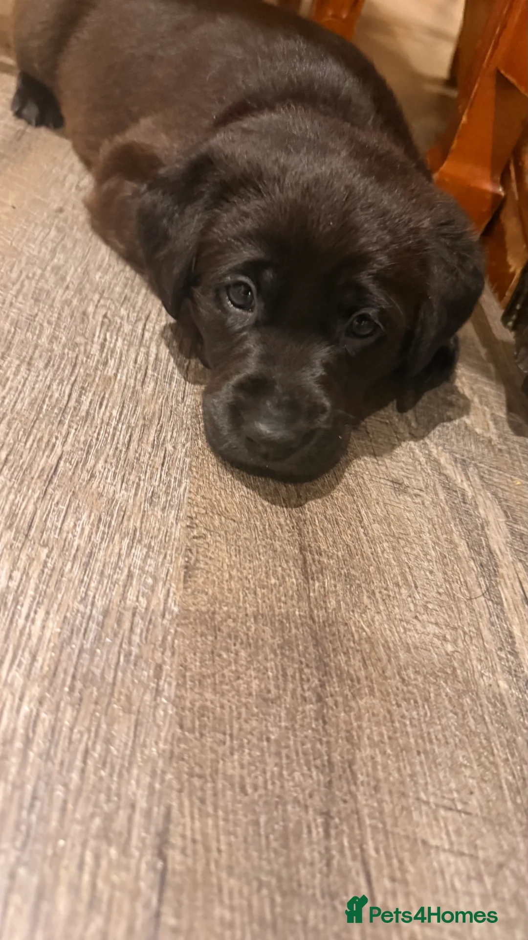 Labrador Retriever dogs for sale: 🐾💛 Looking for their forever family… 💛🐾 - Advert 14