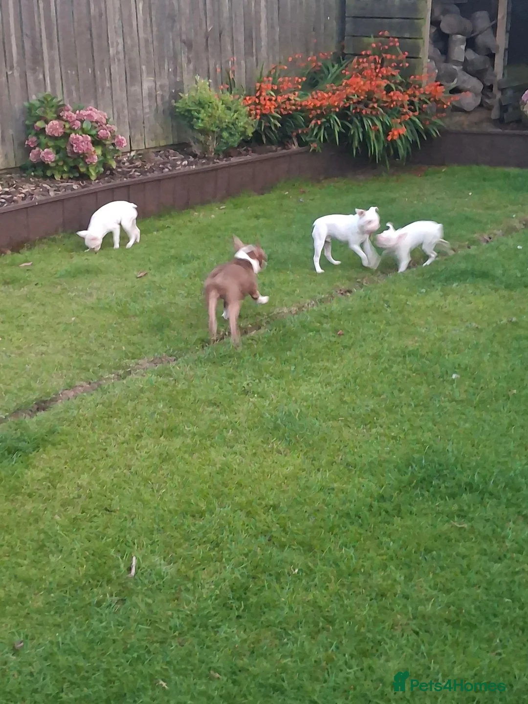 Boston Terrier dogs for sale: 1 Available Reduced Rare Boston Terriers Boys.  - Advert 2