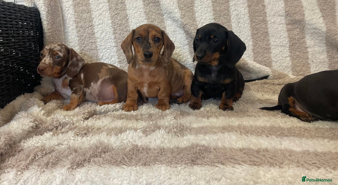 Miniature Dachshund dogs for sale: Beautiful Dachunds ready now  - Image 5