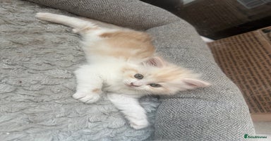 Mixed Breed cats - Advert 10