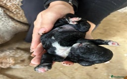 Cockapoo dogs for sale: F1b cockerpoo puppies - Image 10