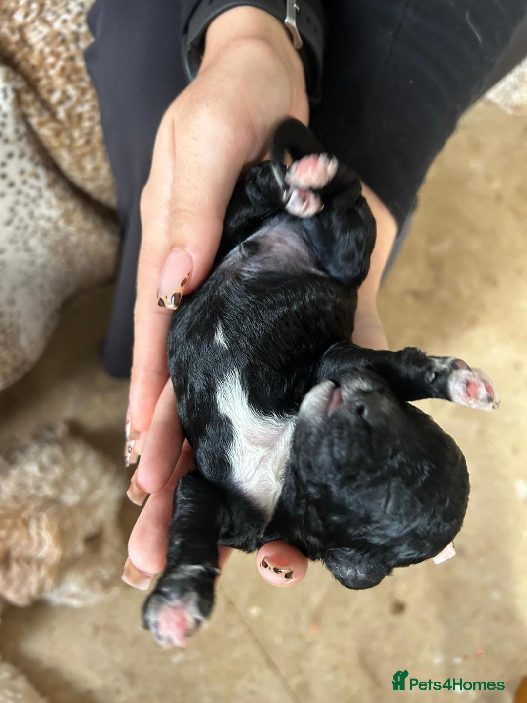 Cockapoo dogs for sale: F1b cockerpoo puppies - Image 10