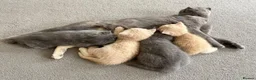 British Shorthair cats for sale: BSH kittens in Camborne - Advert 3