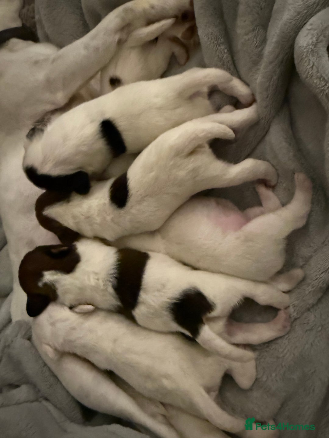 Parson Russell dogs for sale: 3 Male Parson Jack Russell’s for sale  - Image 5