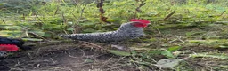 Chickens poultry for sale: Cuckoo maran bantam  in Newcastle upon Tyne - Advert 1