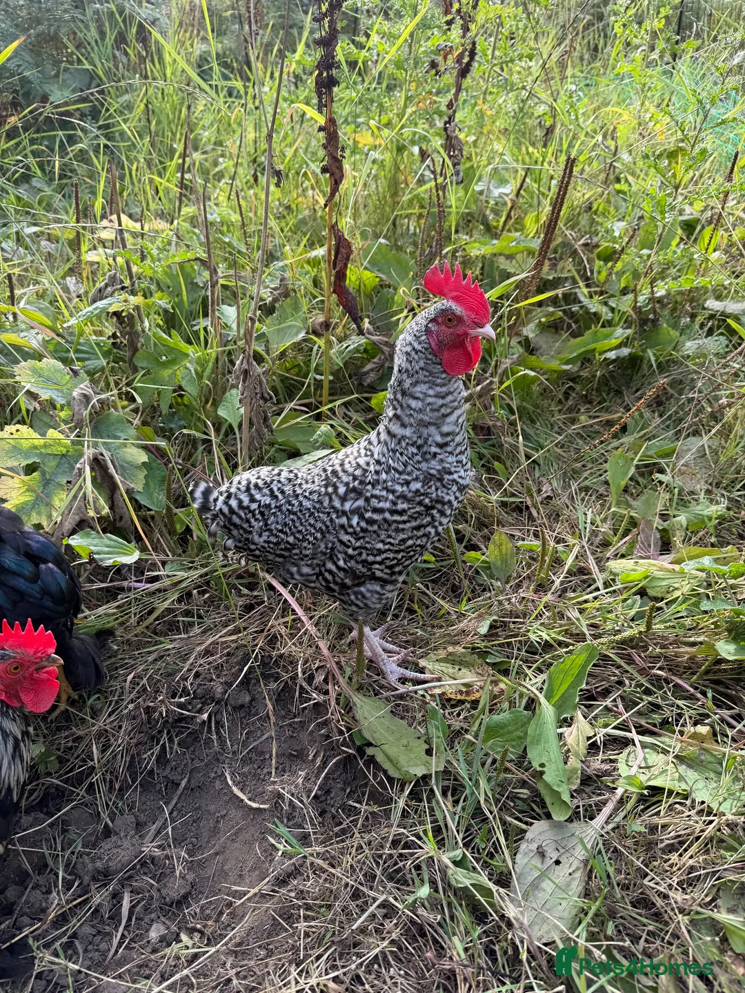 Chickens poultry for sale: Cuckoo maran bantam  in Newcastle upon Tyne - Advert 1