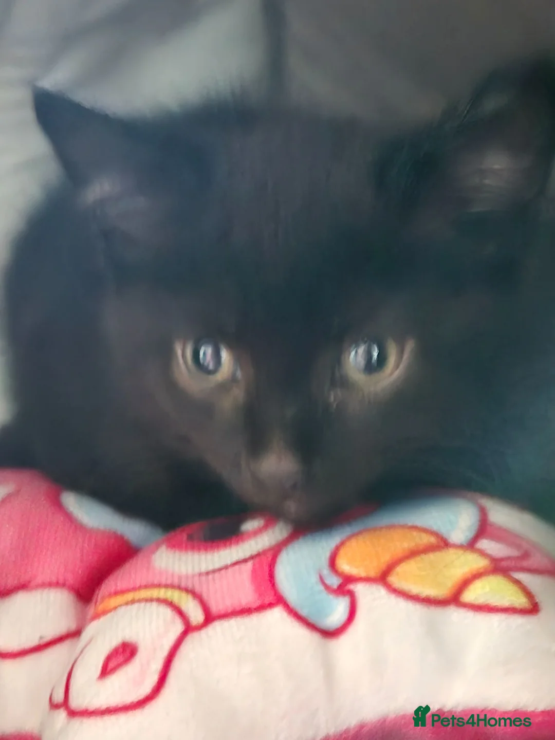 British Shorthair cats for sale: Kittens - Advert 2