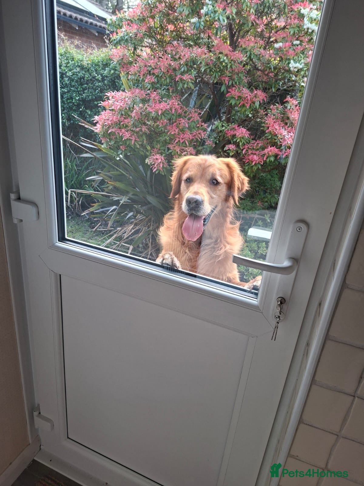 Mixed Breed dogs for sale: Coltriever puppy’s coming VERY SOON!  - Advert 8