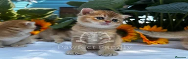 British Shorthair 4