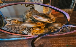 Bengal cats for sale: Bengal  - Image 4