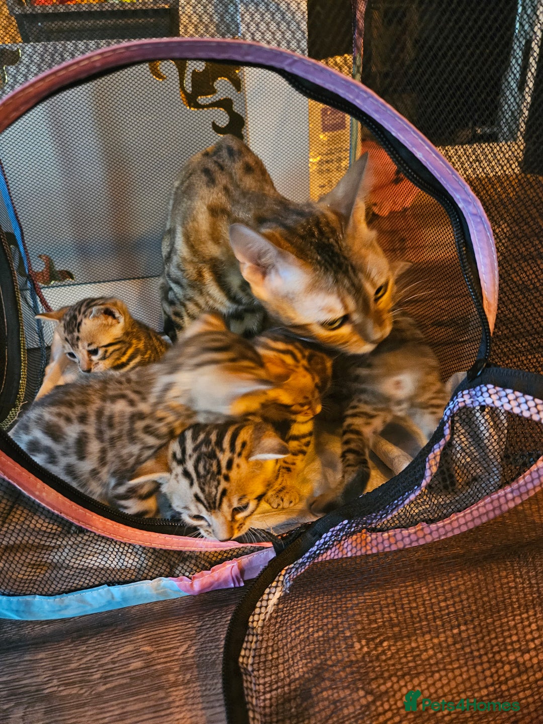 Bengal cats for sale: Bengal  - Image 4