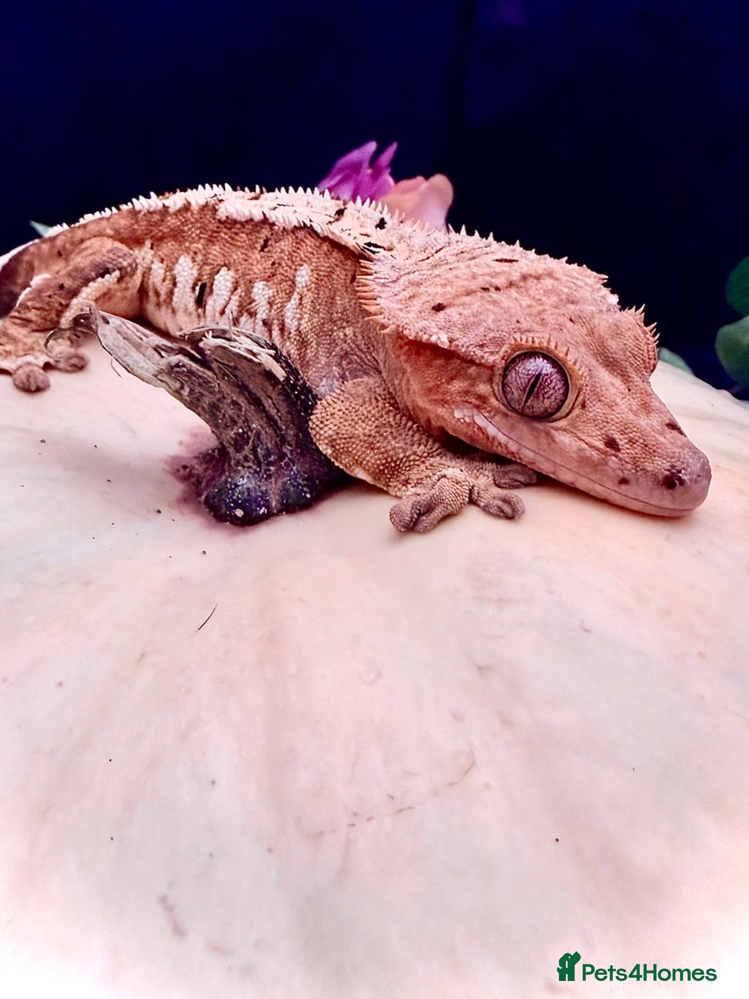 Gecko reptiles Various Crested Geckos for new homes  - Advert 5