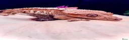 Gecko reptiles for sale: Various Crested Geckos for new homes  - Advert 2