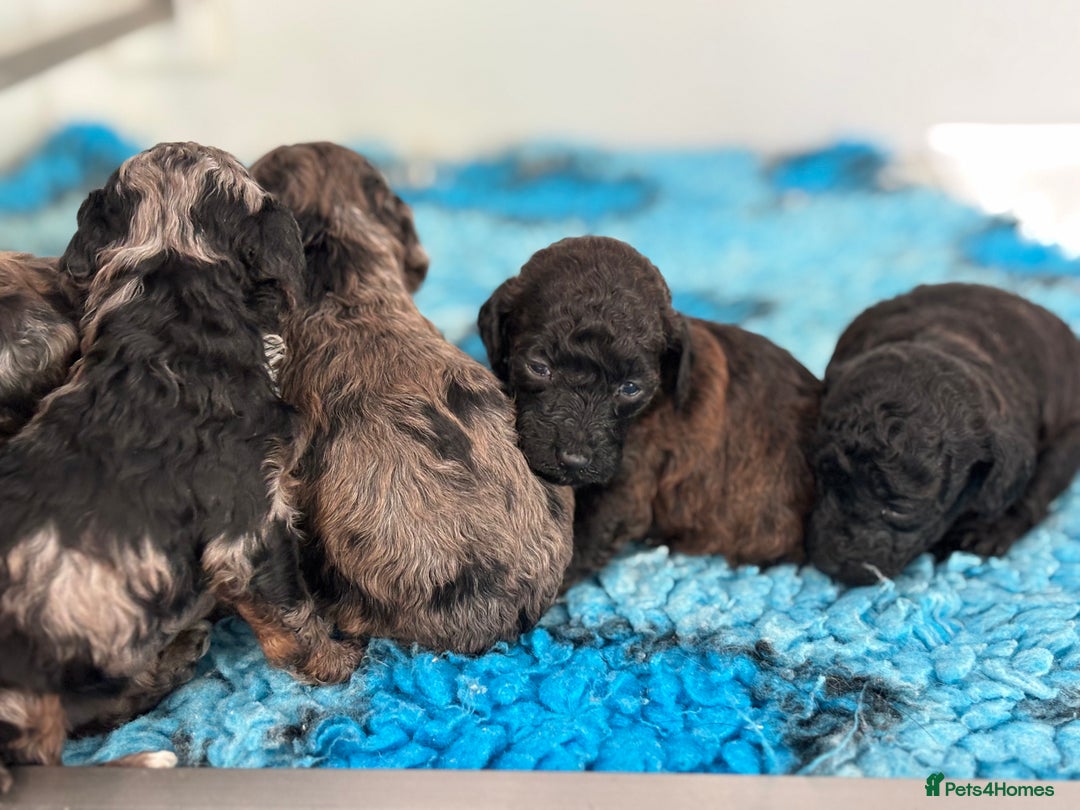 Miniature Poodle dogs for sale: Beautiful health tested miniature poodles  - Advert 10