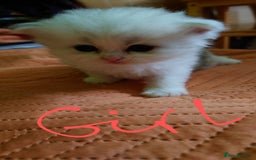 Persian cats for sale: Persian Chinchilla doll face in London - Image 6