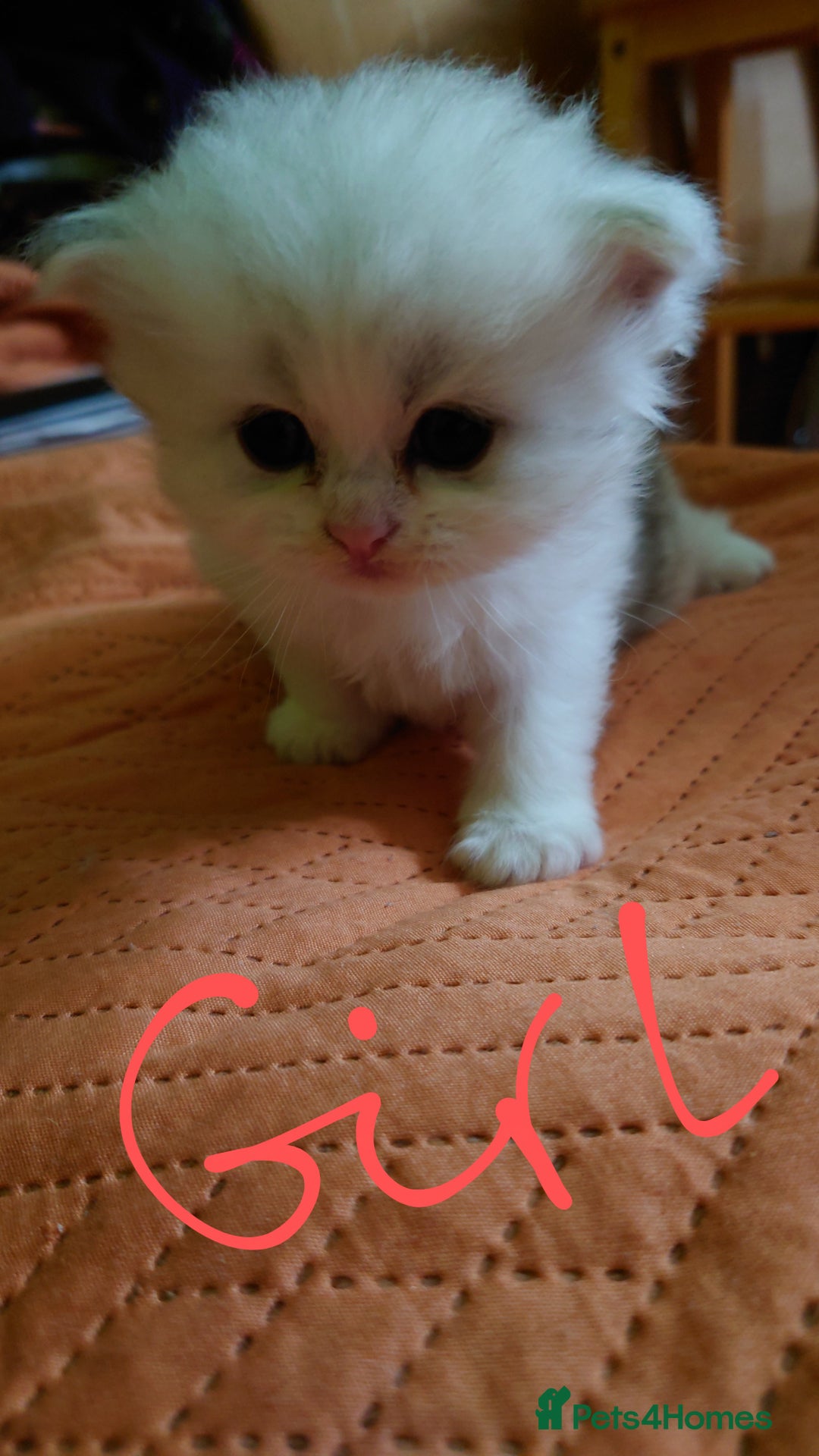 Persian cats for sale: Persian Chinchilla doll face in London - Image 6