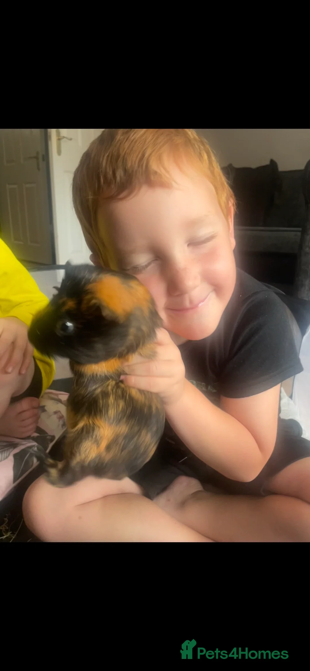 Guinea Pig rodents for sale: Female guinea pigs - Advert 2