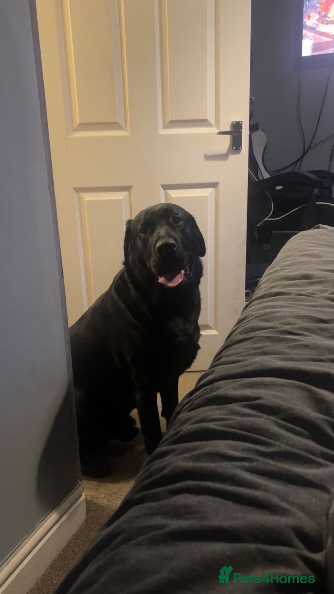 Labrador Retriever dogs for stud: Black Labrador Retriever for stud  - Image 4