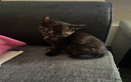 British Shorthair cats for sale: 5 Beautiful Kittens - ** 2 Kittens Left ** - Image 8