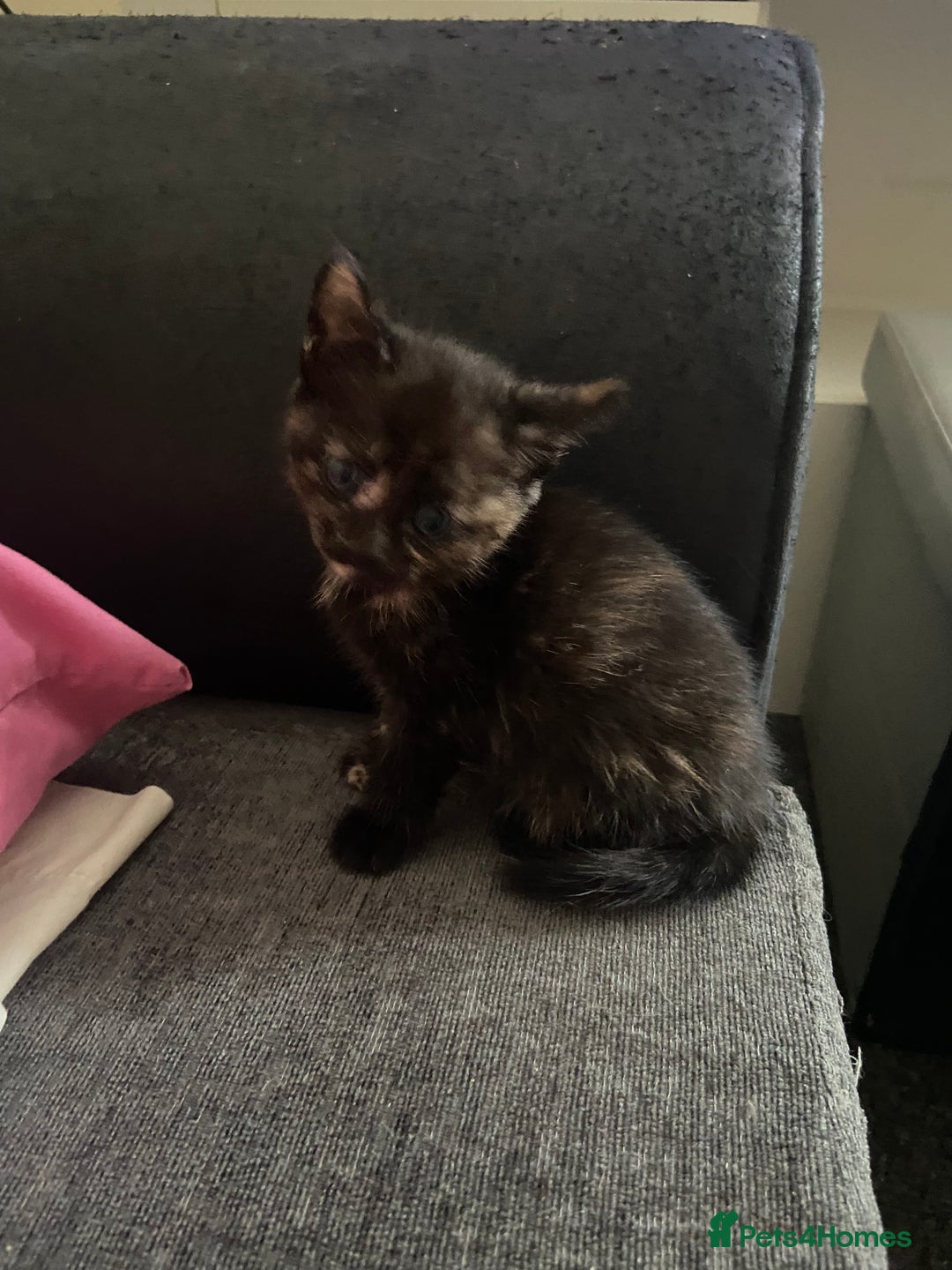 British Shorthair cats for sale: 5 Beautiful Kittens - ** 2 Kittens Left ** - Image 8