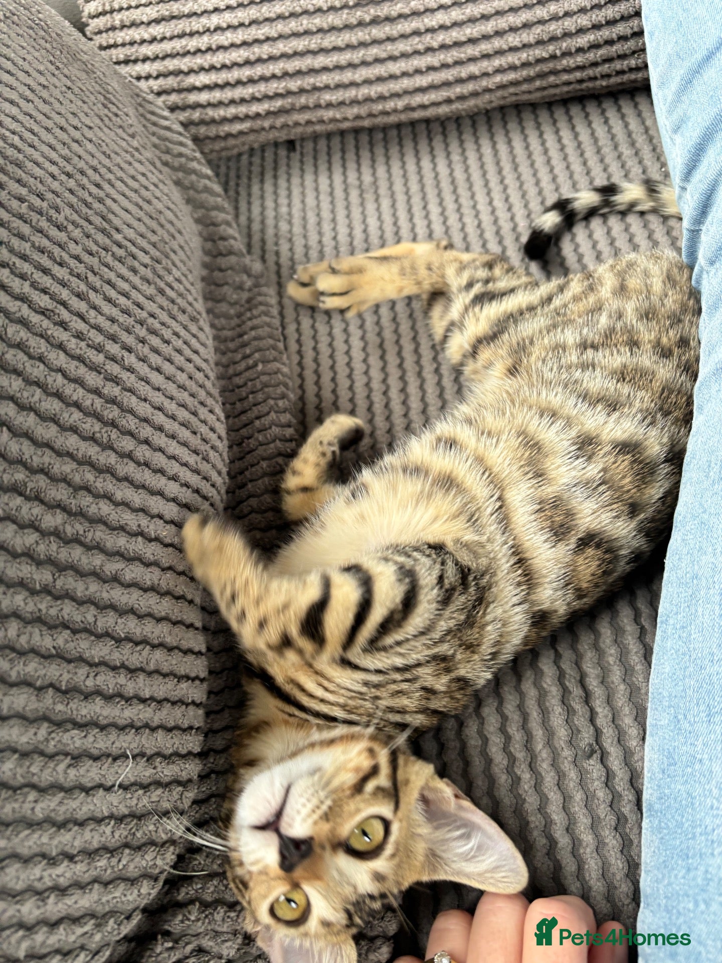 Bengal cats Stunning full pedigree registered bengal kittens  - Advert 2