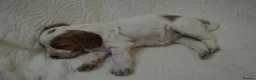 Cockapoo dogs for sale: Cockapoo Puppies - 3 Boys & 3 Girls in Benfleet - Advert 7