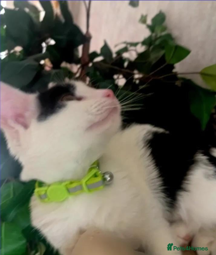 Mixed Breed cats Meet beautiful Angel - Advert 2